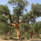 Cork oak tree